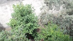 Unclassified image, 3 of 13, button - Il Tolipano (Bizerte)