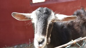 A close-up of a goat with a dark face and light-colored ears, standing in a pen with a red wall in the background. - Bungalow with Garden View (Palestrina)