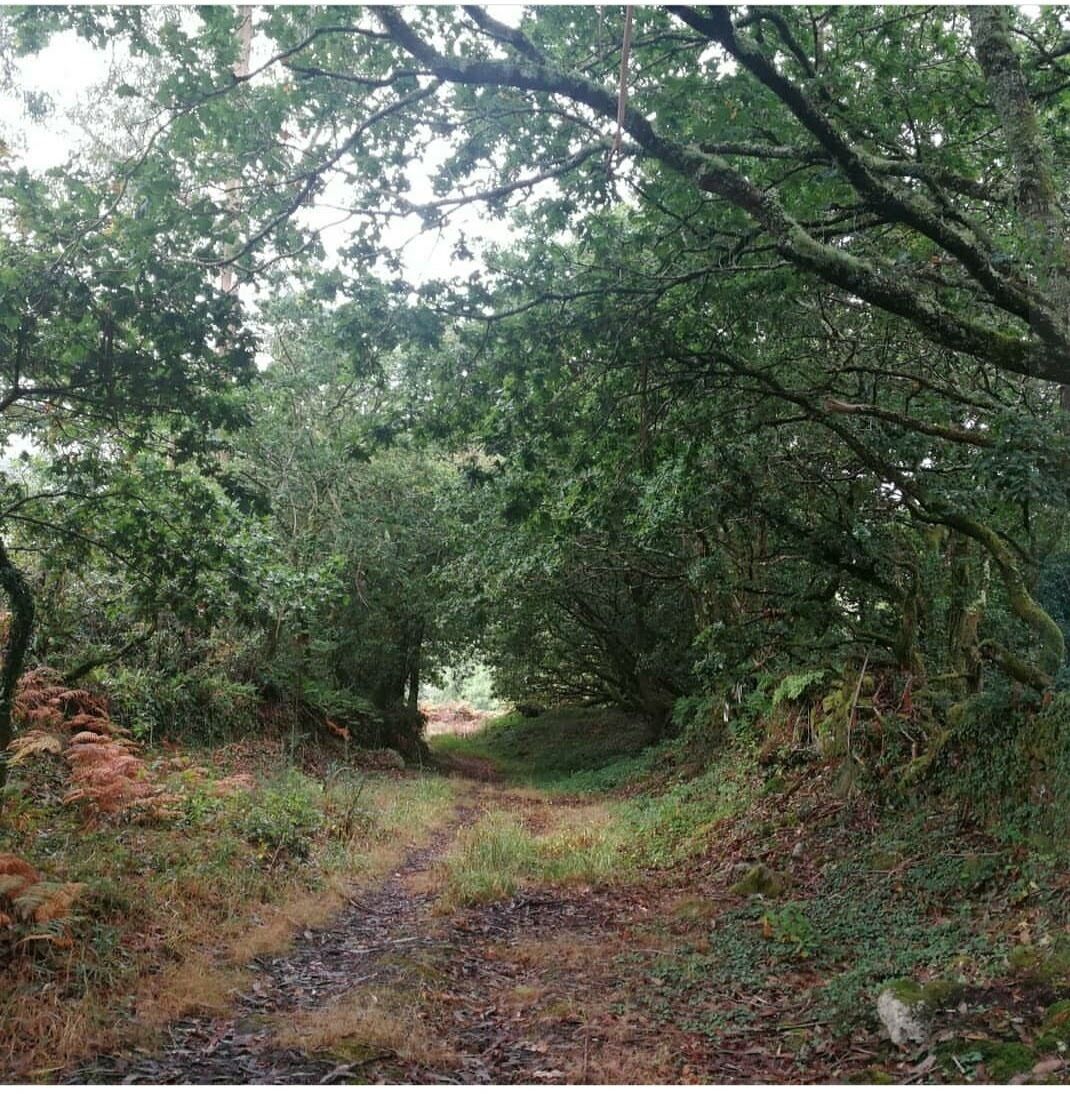 A forested path with dense trees and underbrush.
