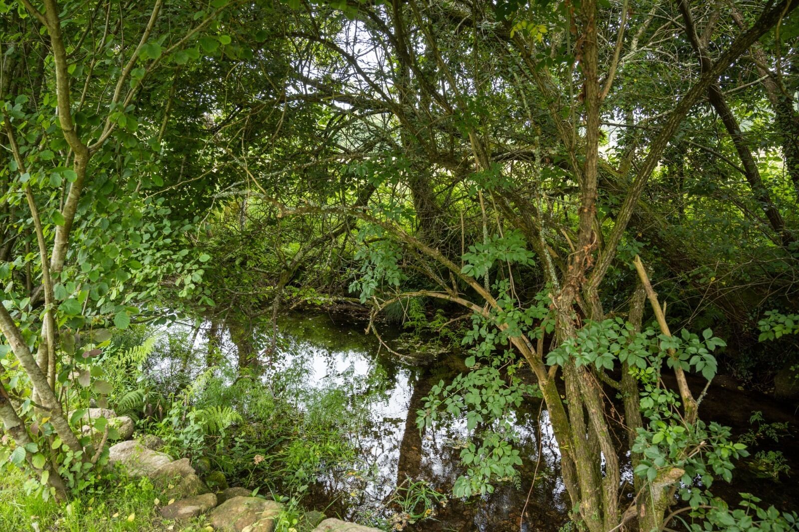 Un bosque denso con un arroyo, rocas y árboles.