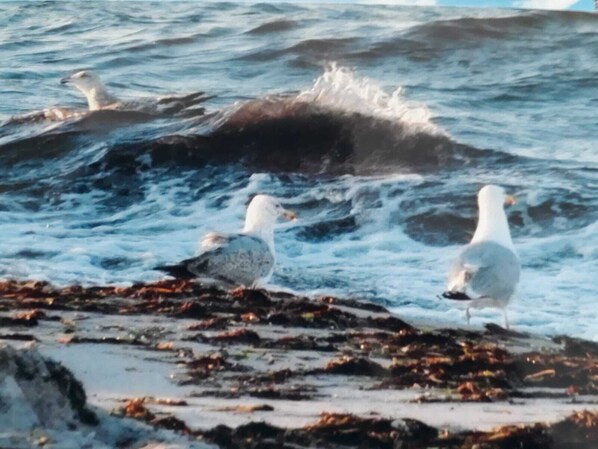 Seagulls on a rocky shore with waves in the background. - Apartment with loggia in a quiet complex, about 10 minutes walk to the (Holm)