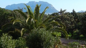 A lush green landscape with a prominent palm tree in the foreground and a mountain range in the background. - Trilo Bellavista 3 (Olbia)
