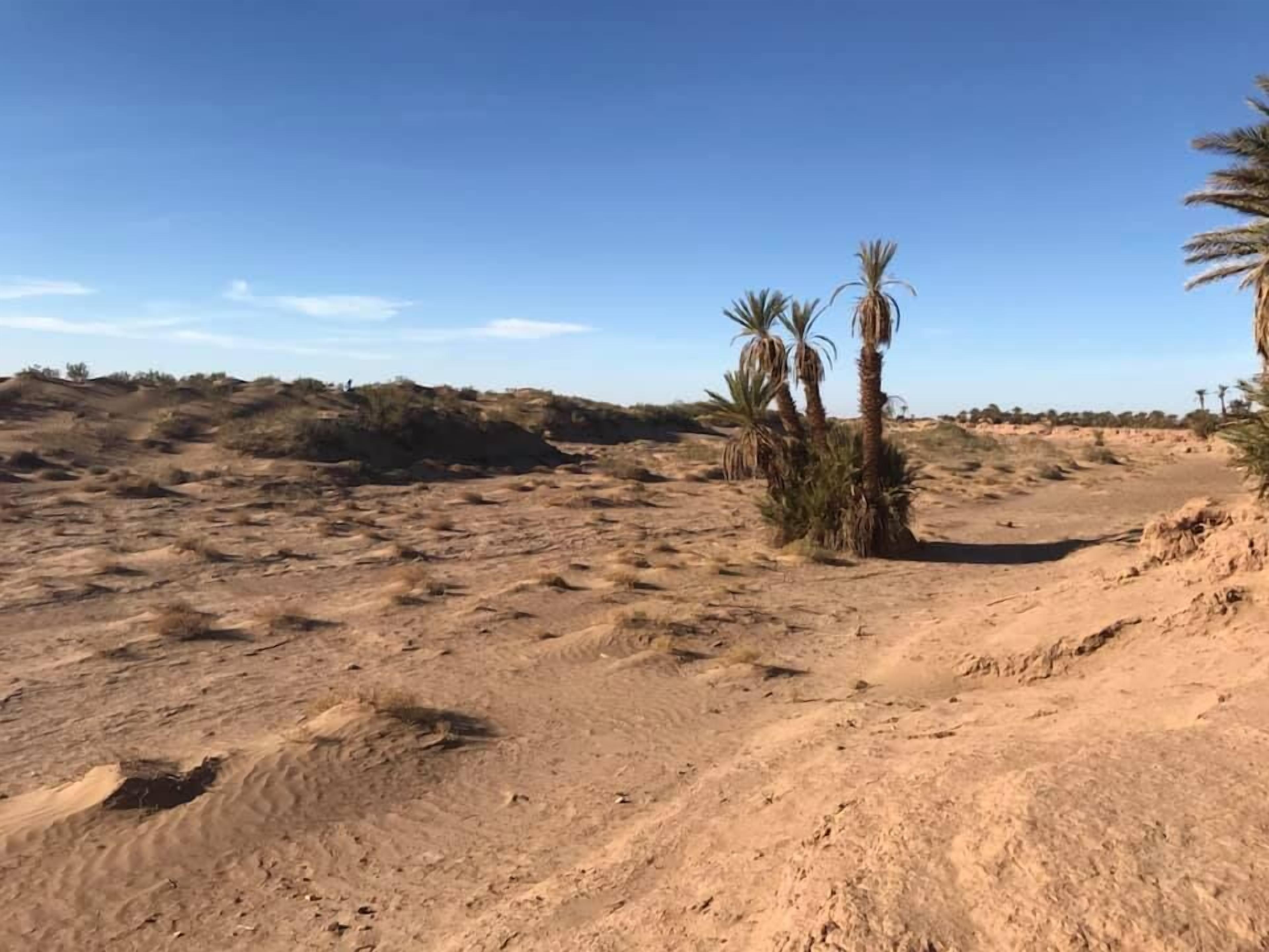 A desert landscape with sparse vegetation and a clear sky.