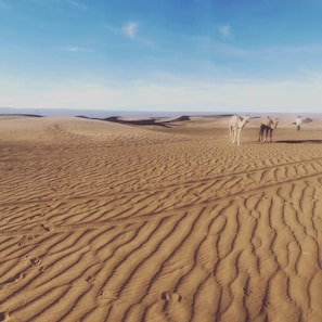 A vast desert landscape with undulating sand dunes and a clear sky.