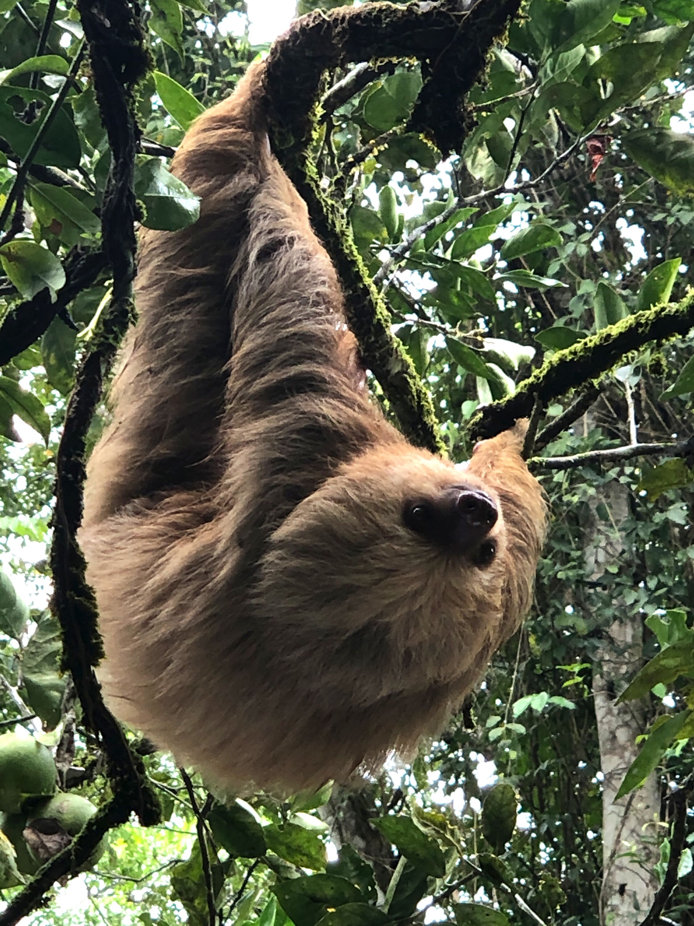 A sloth hanging from a tree branch.