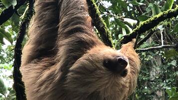 A sloth hanging from a tree branch.