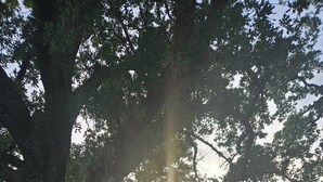 A park with a large tree and a picnic table. - Texas Ranch House on 10 acres near Lake Ray Roberts! (Pilot Point)
