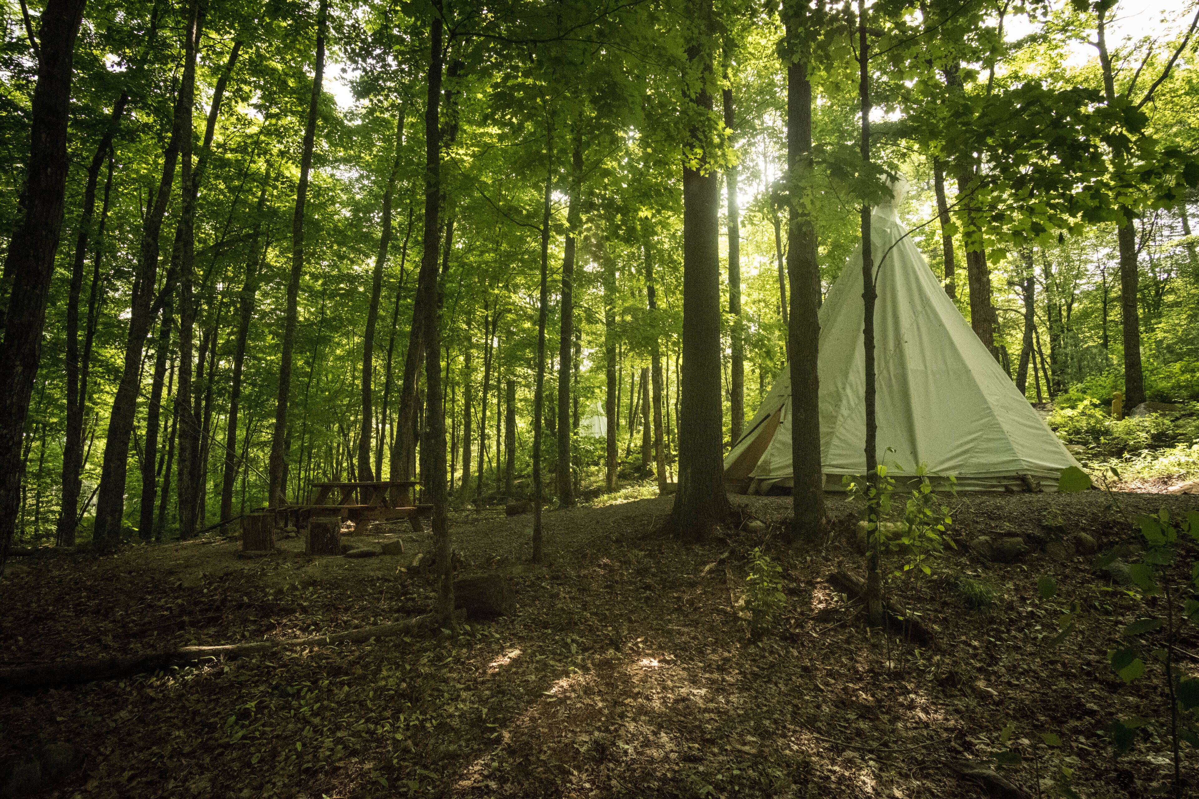 A forest with a tent and a picnic table.