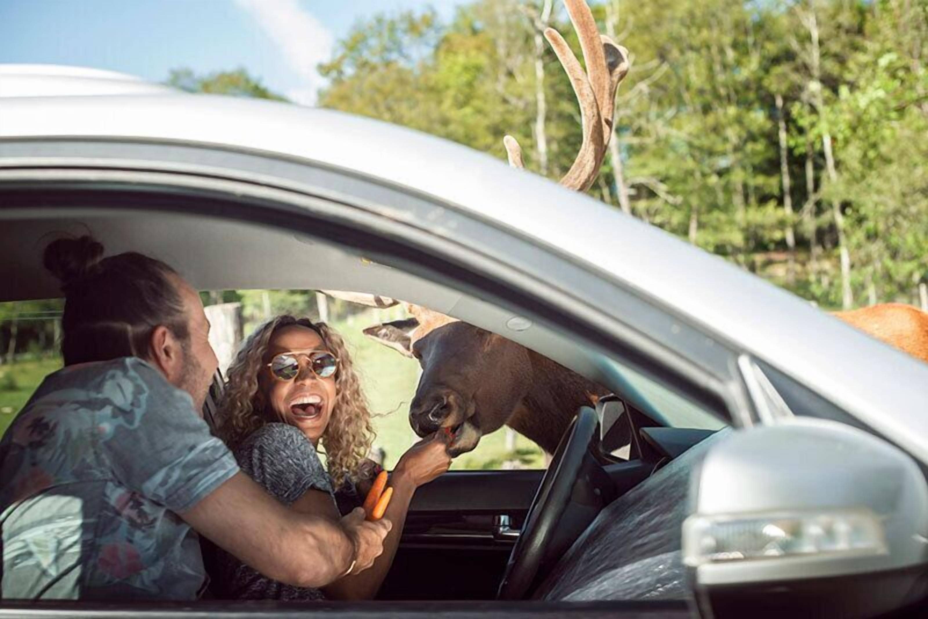 Interior de carro com uma pessoa segurando um cão.