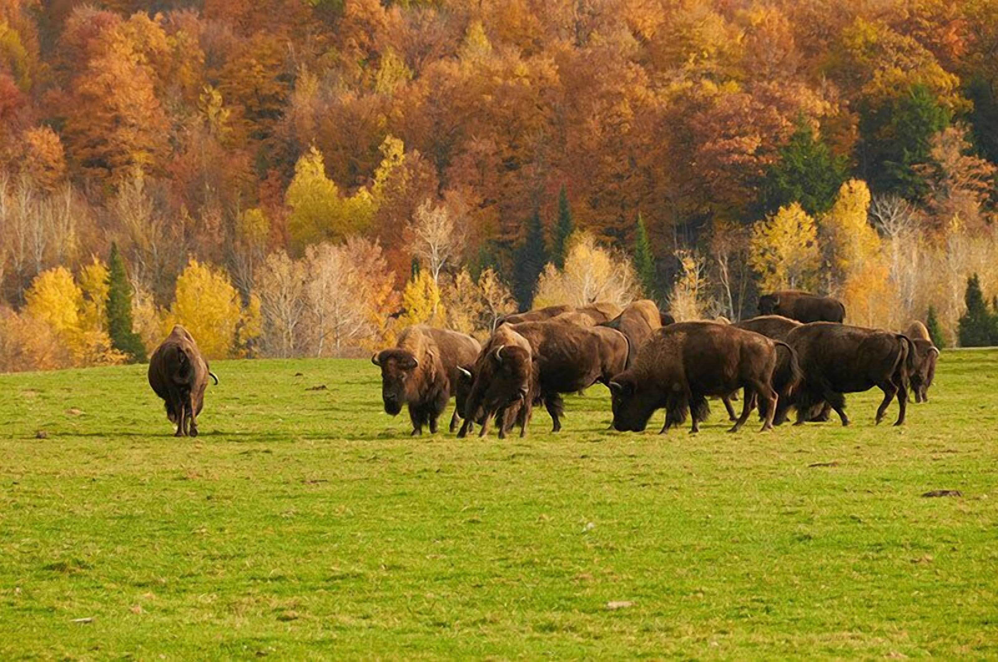 A herd of cattle grazing in a grassy field with autumn-colored trees in the background.