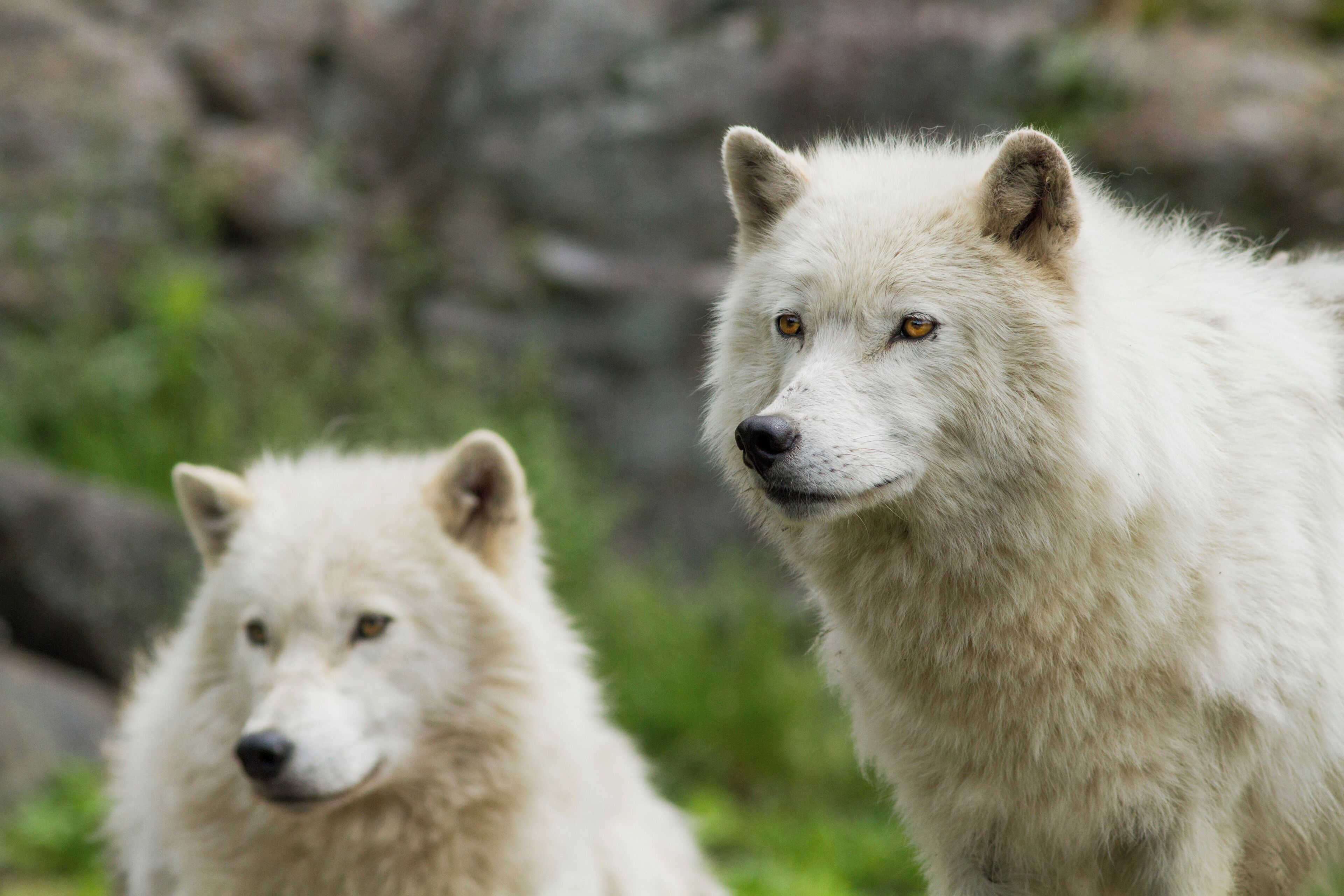 Deux loups blancs dans un environnement naturel, avec des rochers et de la végétation.