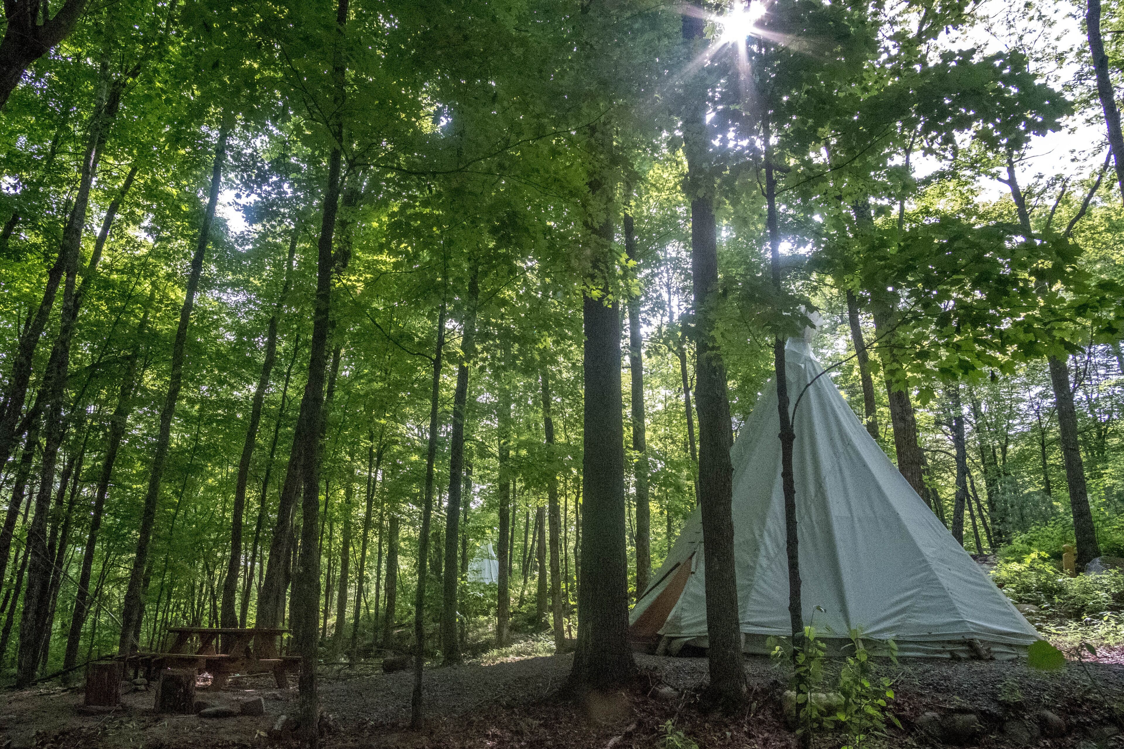 A forest with a tent and a picnic table.
