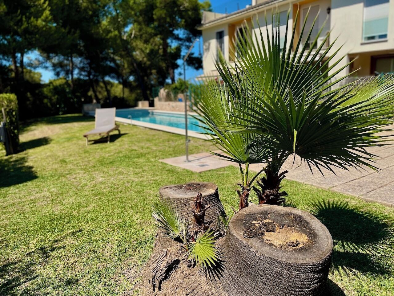 Un césped bien cuidado con una palmera, un tocón de madera y un banco al fondo.