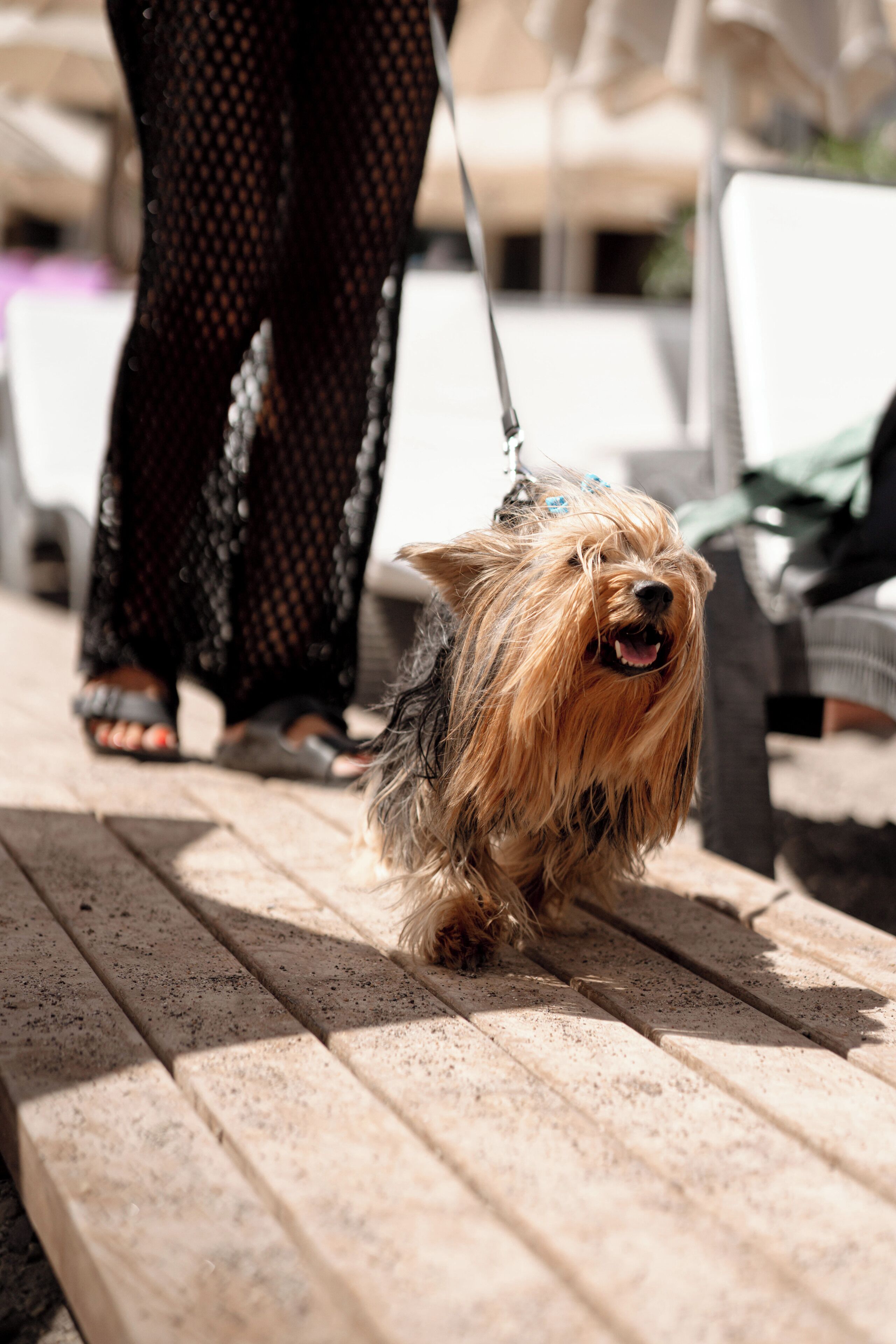 pet-friendly amenities