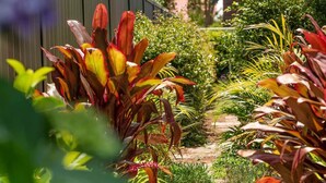 A garden pathway with various plants and a metal fence in the background. - Studio Ocean Breeze @ Huskisson (Huskisson)