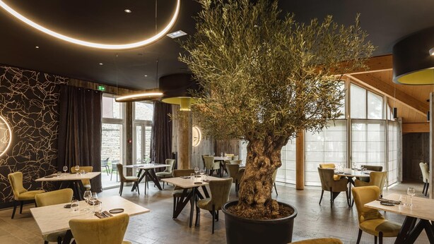 Een restaurant interieur met ronde tafels, stoelen, een grote pot met een olijfboom en moderne verlichting.