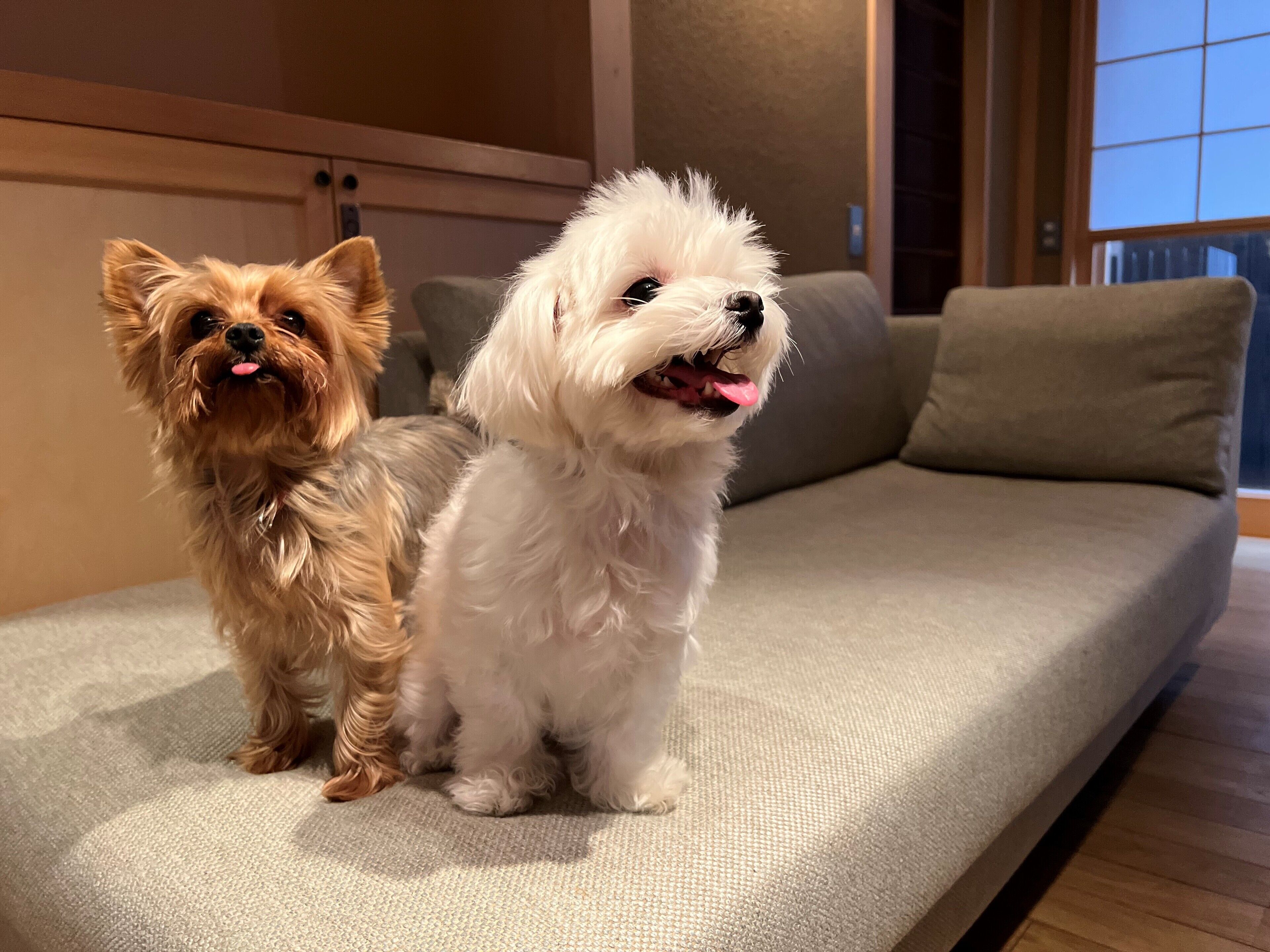 Two small dogs sitting on a grey sofa in a room with wooden paneling and a window.