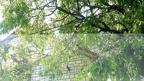 A stone wall with a plaque and a small building partially obscured by foliage. - Apartment Nadja -Studio with Terrace (Supetar)