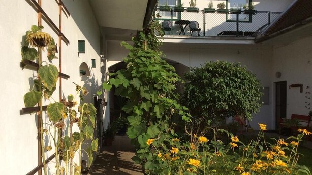 A courtyard with a climbing plant, a bush, and yellow flowers. - Ferienwohnung ALEX (Burgau)