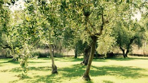 Un espace extérieur verdoyant, avec des arbres et une clôture en arrière-plan.