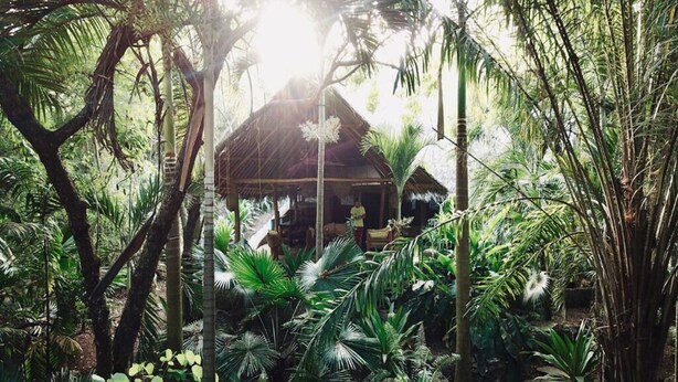 Une cabane rustique, entourée d’une végétation tropicale luxuriante.