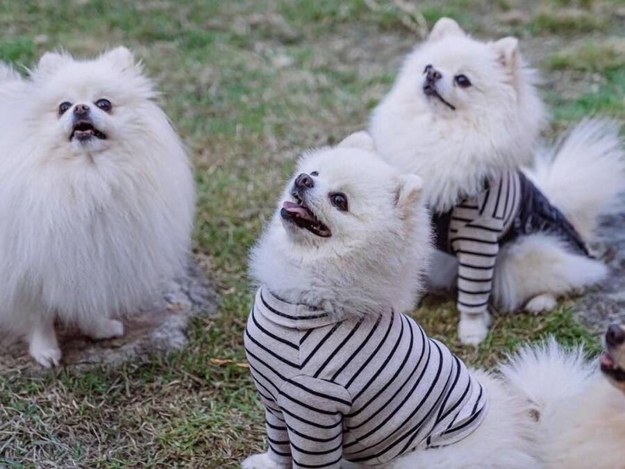Un grupo de perros blancos y esponjosos sentados sobre hierba.