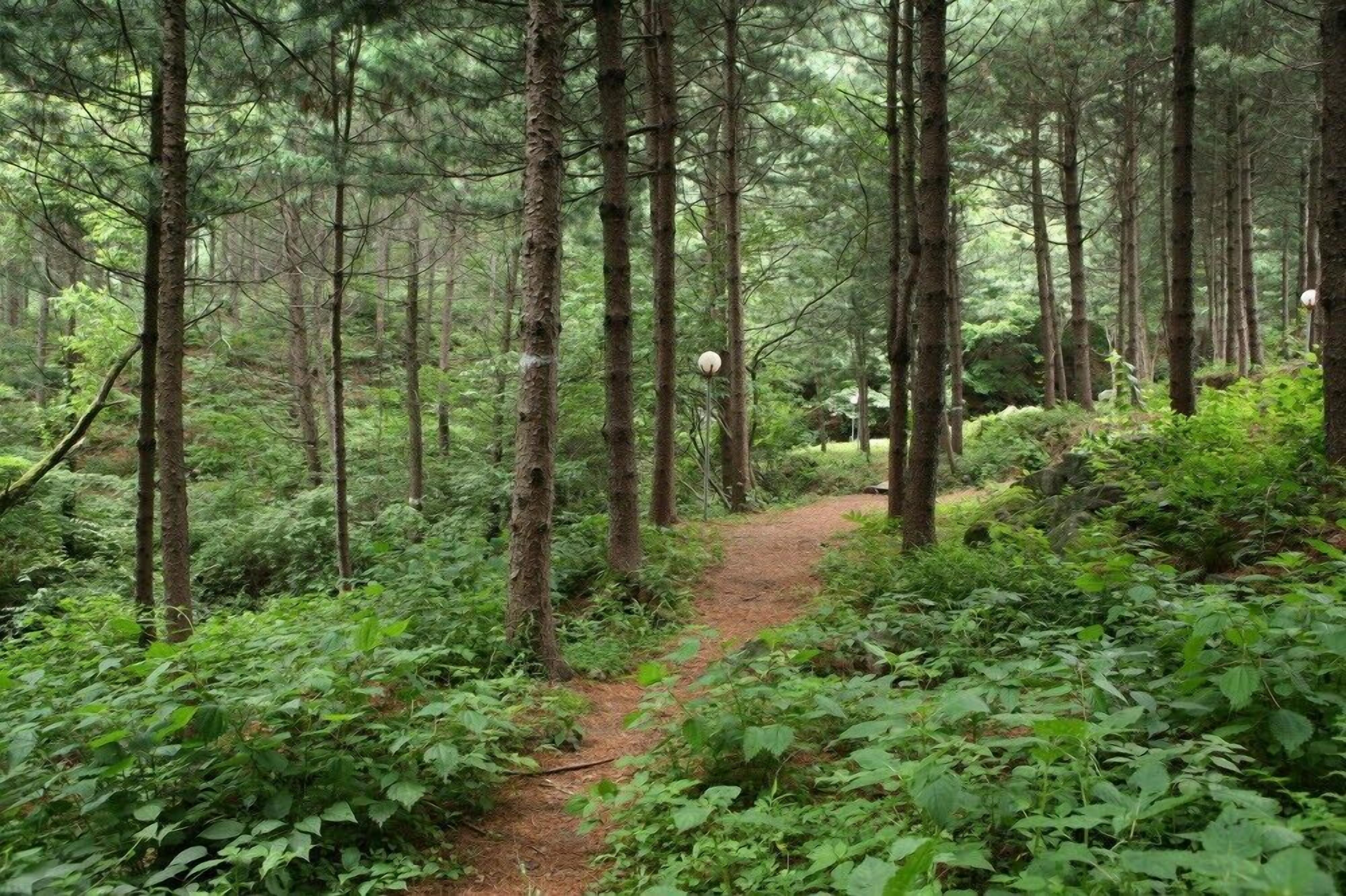 A forested area with a dirt path.