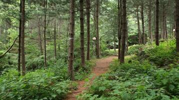 A forested area with a dirt path.