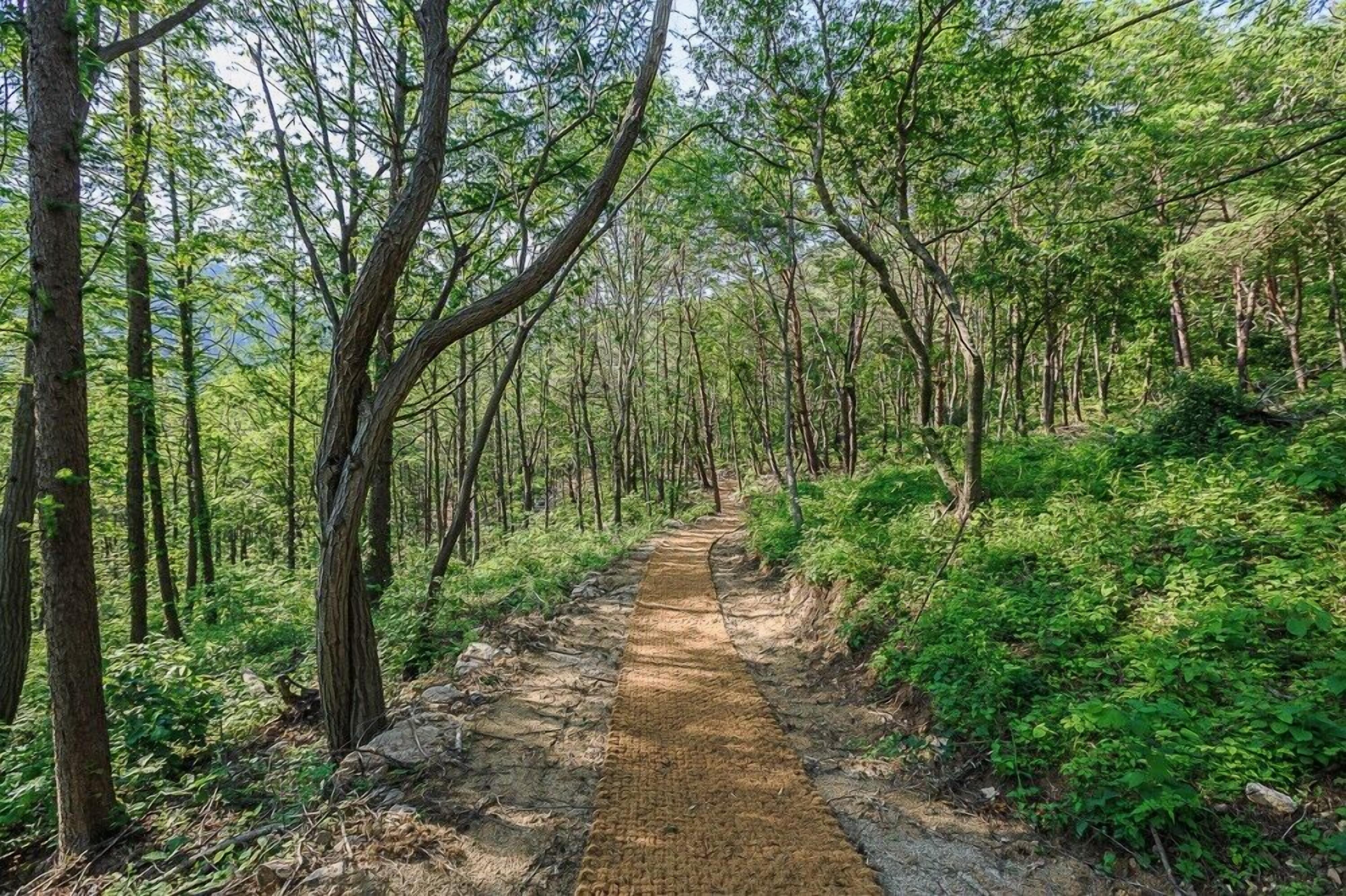 Un sendero arbolado con un estrecho camino sin asfaltar, rodeado de árboles altos y maleza densa.