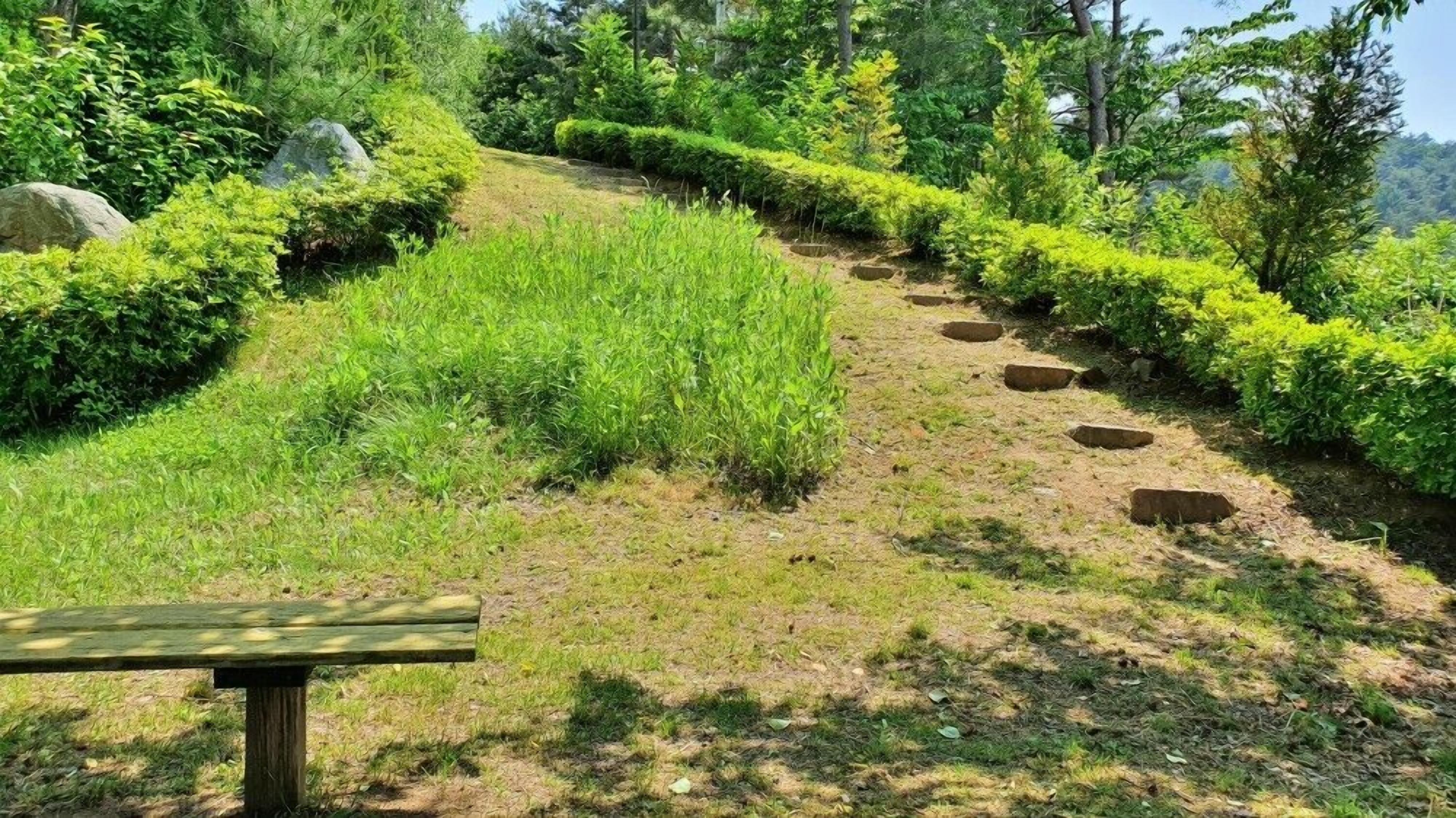 Camí herbós amb una banca de fusta, envoltat de vegetació exuberant i arbres.
