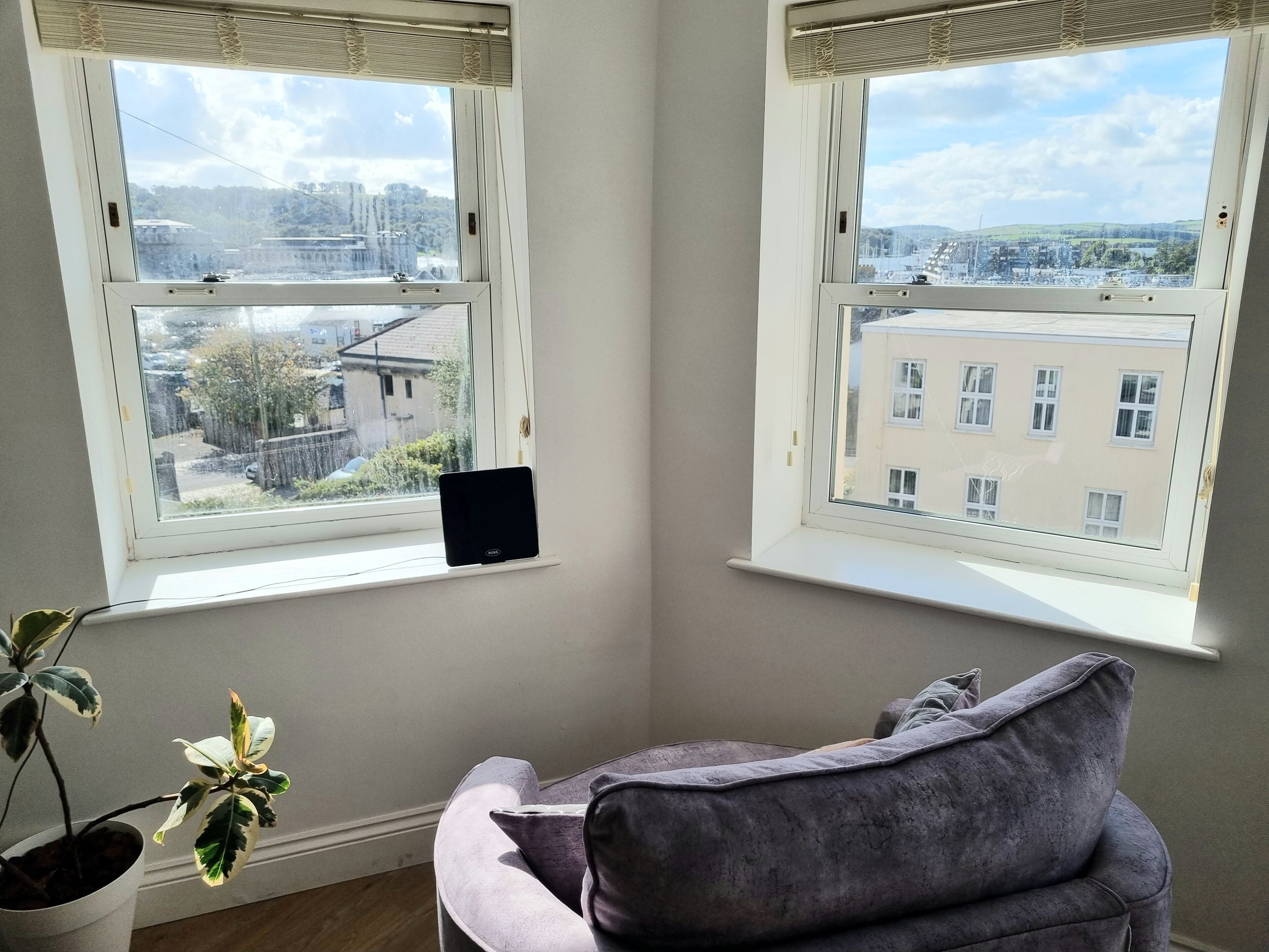 A room with two windows, a purple sofa, and a potted plant.