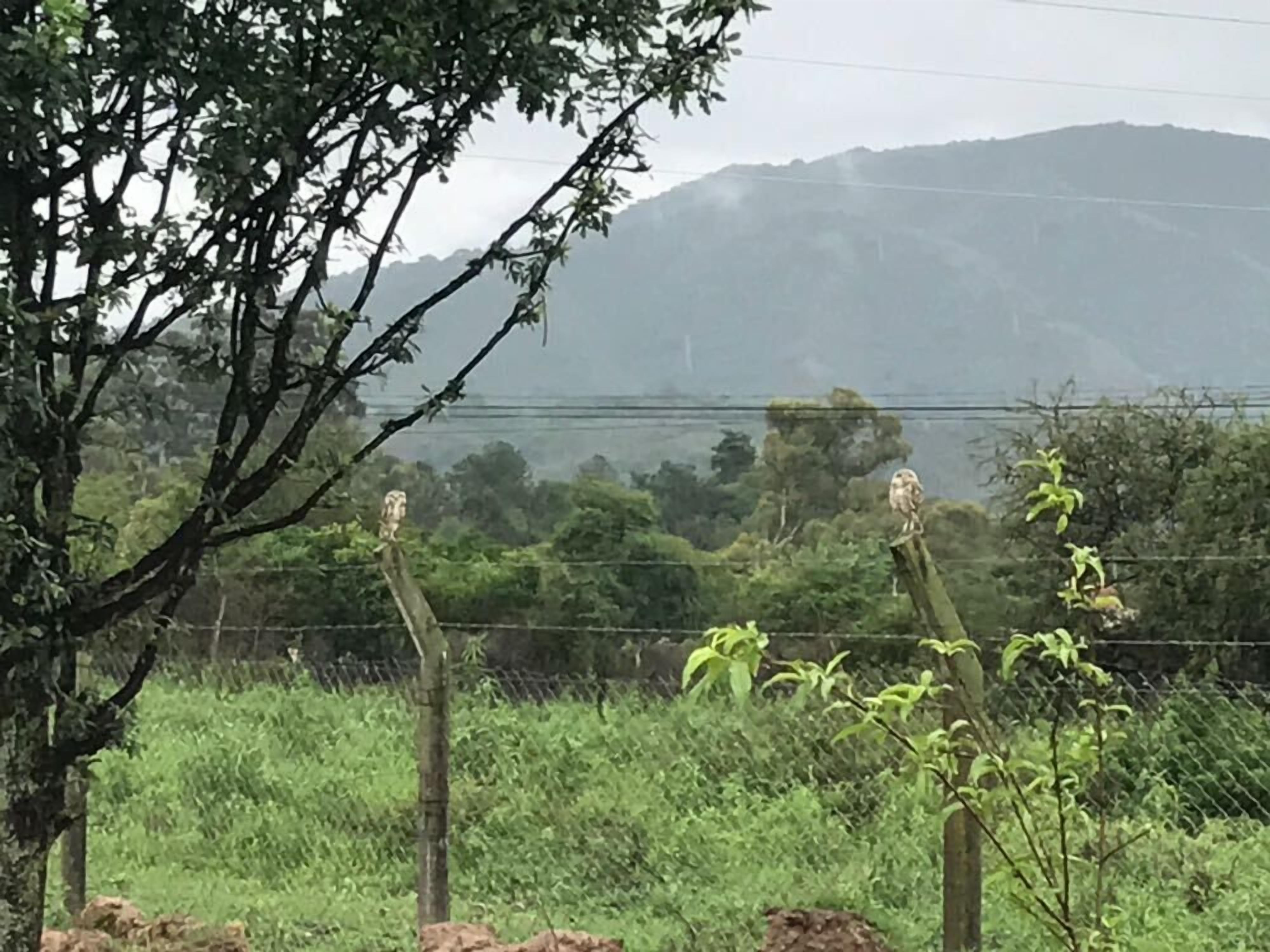 Ländliche Landschaft mit einem Zaun, Bäumen und einem Berg im Hintergrund.