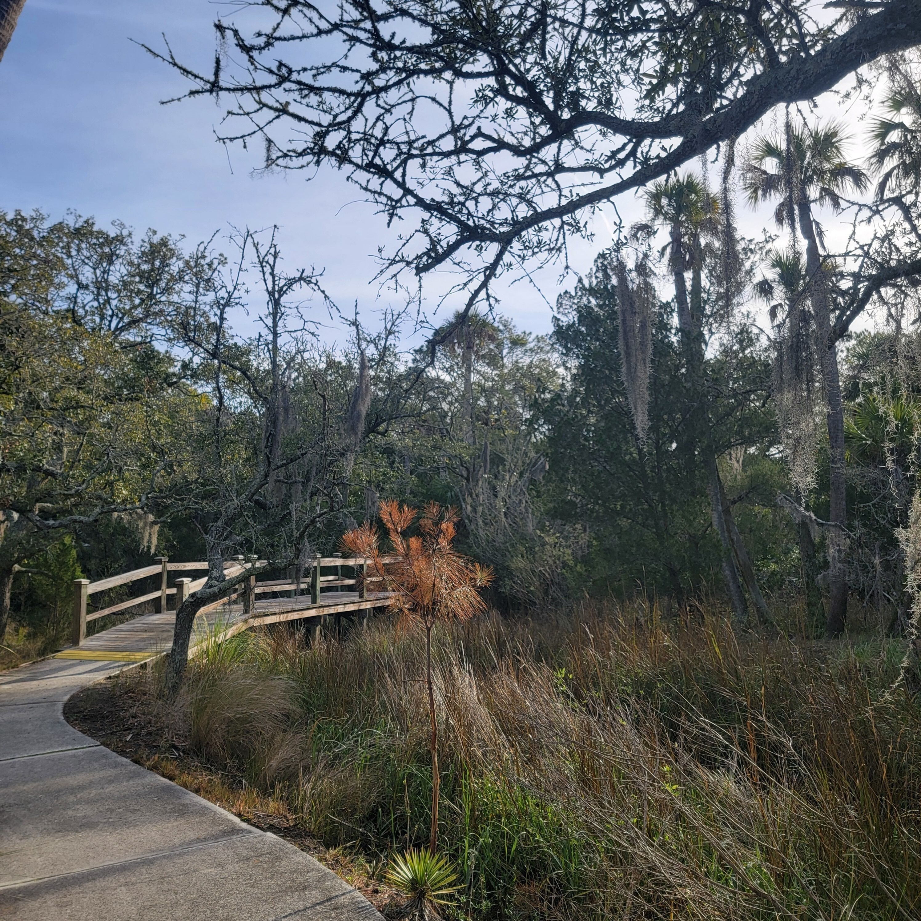 A wooden bridge over a concrete path surrounded by dense vegetation and trees.