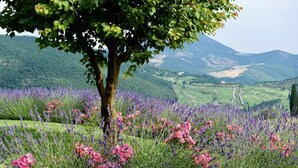 A tree in a field of lavender and pink flowers with a mountainous landscape in the background. - VILLA AMANTA - Nine Bedroom Villa, Sleeps 16 (Perugia)