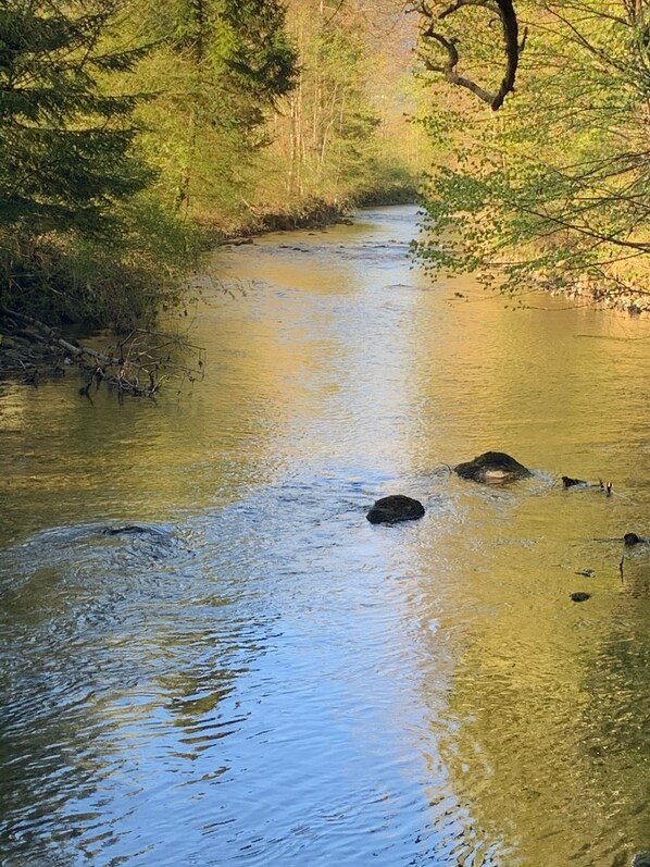 A calm river with clear water, surrounded by dense greenery and trees.