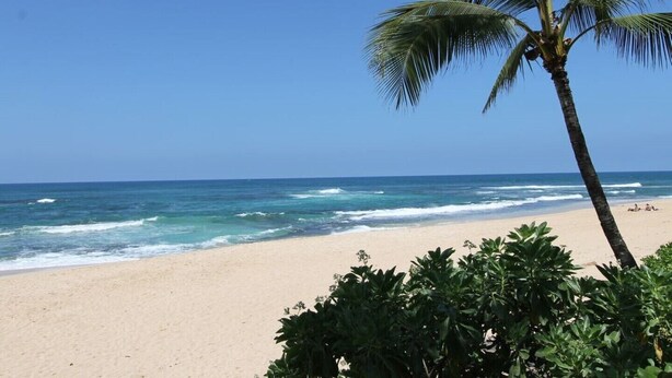 A beach with clear blue water, sandy shore, and a palm tree. - SeaHorseShort Term on Golf Course, Upper Floor - Have a relaxing vacation (Kahuku)