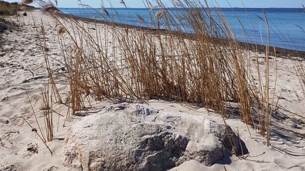 Ein Sandstrand mit hohem Gras und blauem Himmel.