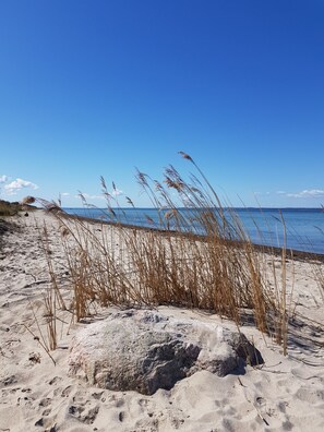 A sandy beach with tall grasses and a clear blue sky.