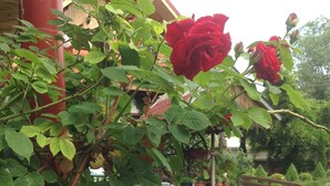 A garden with rose bushes and a stone fountain. - Conacul Bunicilor (Baia de Fier)