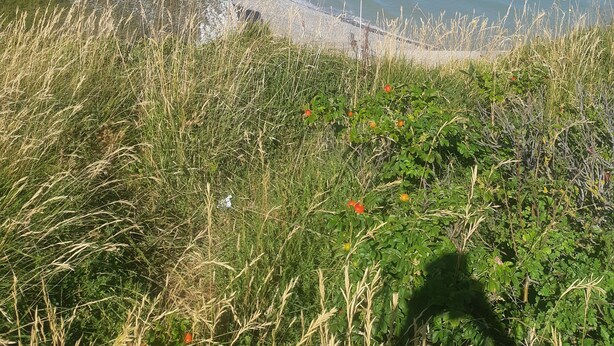 Eine Küstenlandschaft mit Klippen und einem Strand.