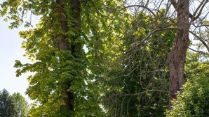 A garden with a round table and chairs, surrounded by lush greenery and trees. - Beautiful apartment for 4 guests with WIFI, A/C and TV (Cervignano Del Friuli)