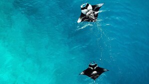 Een helder uitzicht op een zwembad met drie mantaroggen.