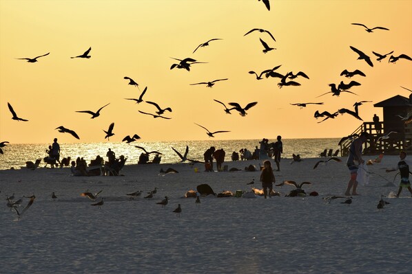 A beach scene with people and birds at sunset.