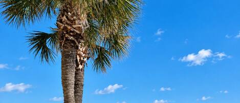 A pool area with a palm tree, a beach view, and a white fence.