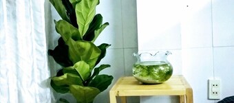 WeeWay homestay  - 5min walk to Ninh Kieu quay