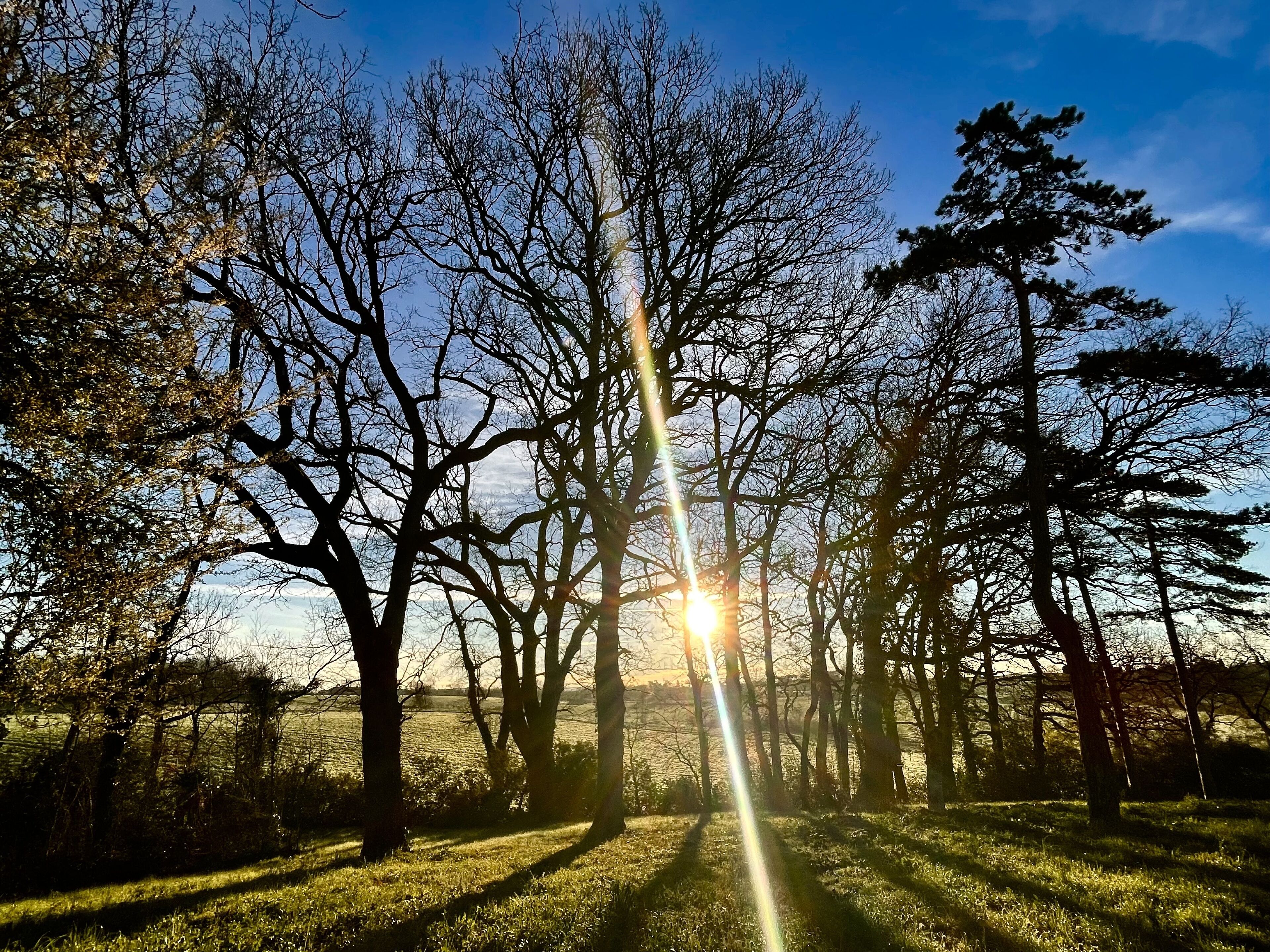 Un paysage naturel avec des arbres et la lumière du soleil qui filtre à travers les branches.
