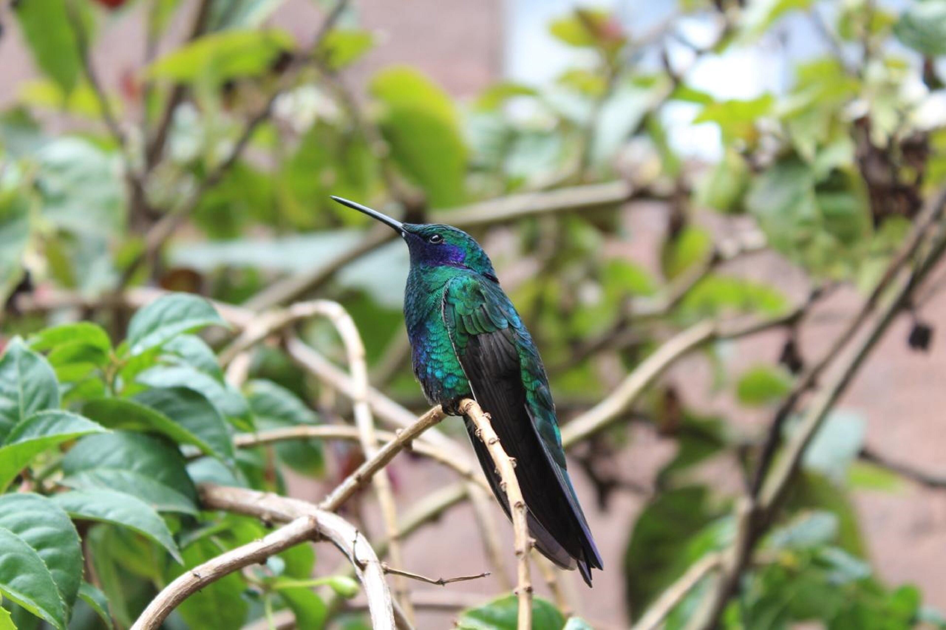 Un oiseau était perché sur une branche.