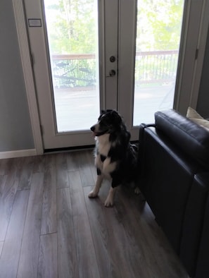 A room with a dog sitting by a sliding glass door leading to a balcony. - Chandler's Charm - Your Little Piece of Heaven! Dog Friendly - With Fee (Traverse City)