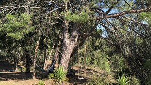 Un cadre extérieur naturel agrémenté d’un hamac, d’un banc en bois et d’un mur de pierres recouvert de plantes.