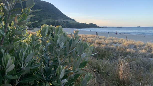 A beach with a mountain in the background, grassy dunes in the foreground, and a clear sky.